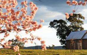 新南威爾士州 (NSW) 馬奇 (Mudgee) 地區的群花盛放 新南威爾士州 (NSW) 馬奇 (Mudgee) 地區的群花盛放