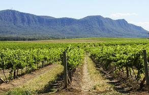獵人谷 (Hunter Valley) 的波高爾賓 (Pokolbin) 獵人谷 (Hunter Valley) 的波高爾賓 (Pokolbin)