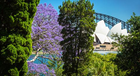 蓝花楹在悉尼 (Sydney) 绚烂盛放。悉尼 (Sydney) 皇家植物园 (Royal Botanic Garden) 的秀丽景观