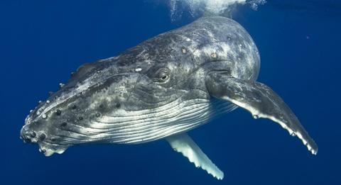 新南威尔士州 (NSW) 南海岸 (South Coast) 梅林布拉 (Merimbula) 的座头鲸