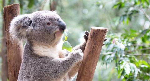 Featherdale Wildlife Park