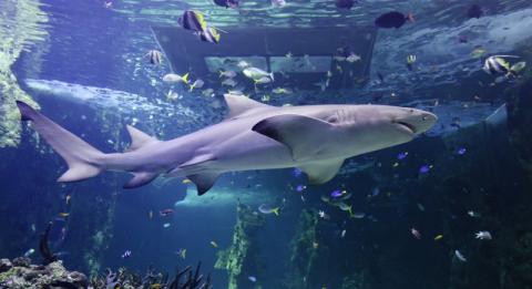 SEA LIFE Sydney Aquarium