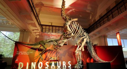 澳大利亚博物馆 (Australian Museum) 恐龙展