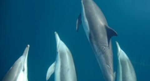 Dolphin Swim Australia