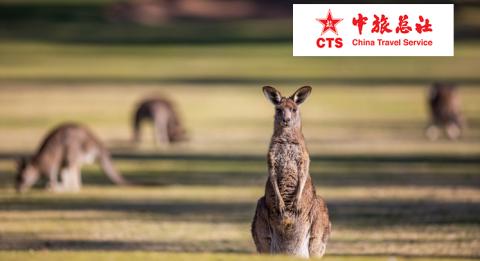 达博高尔夫俱乐部 Kangaroos grazing at Dubbo Golf Club, Dubbo