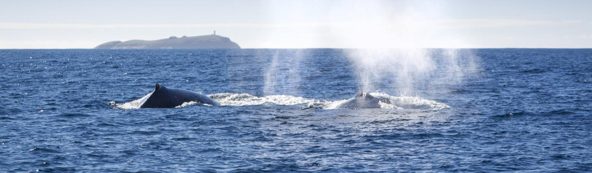 考夫斯海岸 (Coffs Coast) 观鲸