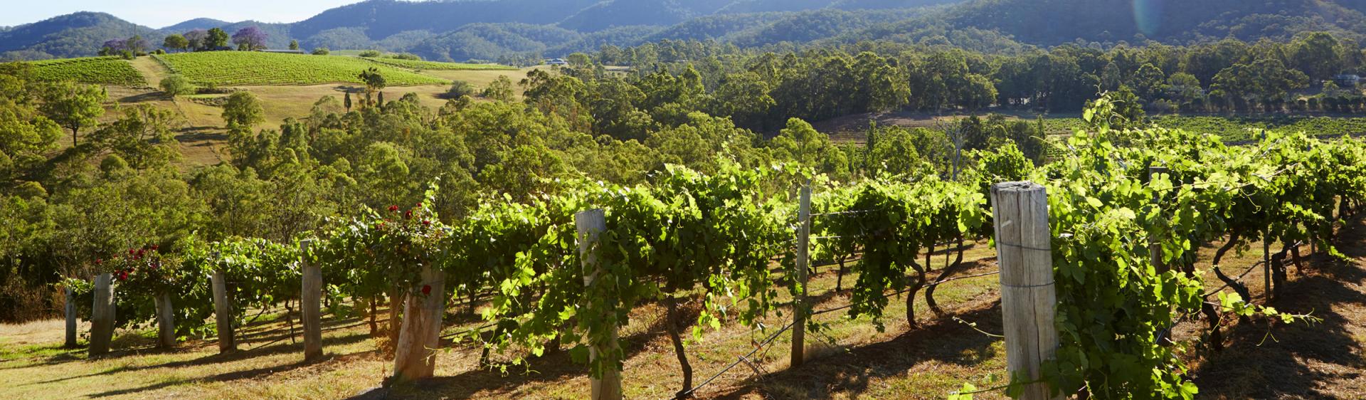 Audrey Wilkinson Vineyard, Pokolbin, Hunter Valley