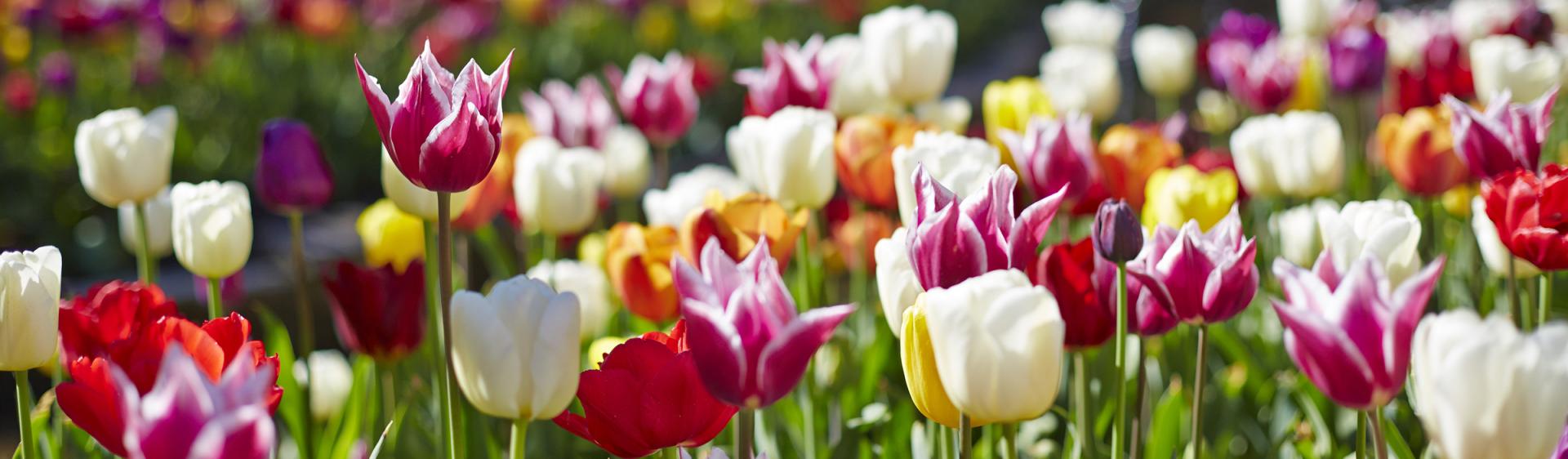 Tulip Time, Bowral