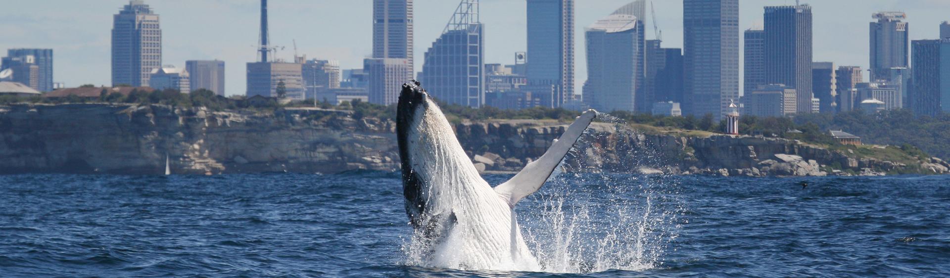 悉尼 (Sydney) 观鲸
