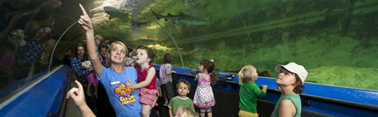 在水族馆观看海洋生物的孩子们
