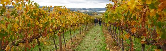 Orange Wine Festival, Country NSW