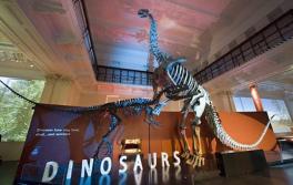 澳大利亚博物馆 (Australian Museum) 的恐龙 澳大利亚博物馆 (Australian Museum) 的恐龙