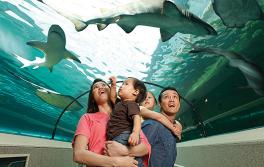 达令港 (Darling Harbour) 的悉尼水族馆 (SEA LIFE Sydney Aquarium)